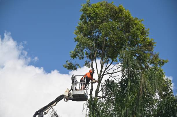 Leaf Removal in Spry, PA