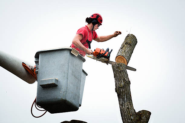 How Our Tree Care Process Works  in  Spry, PA